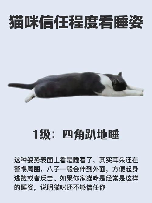 如何证明你家的猫是卧底(怎么看是不是家猫)