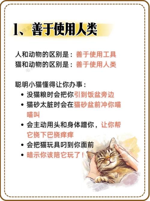 如何证明你家的猫是卧底(怎么看是不是家猫)